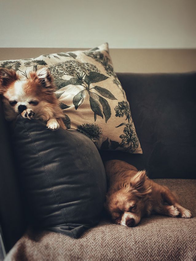 Picking Pet Supplies: A Practical Overview for New and Experienced Owners Picking Pet Supplies: A Practical Overview for New and Experienced Owners